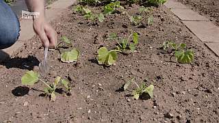 Organické hnojení během vegetace