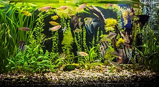 Jak zařídit akvárium pro rybičky