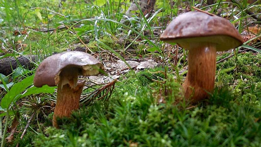Hřib hnědý (Boletus badius) se dá najít i začátkem prosince