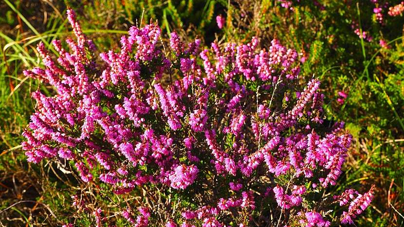 Vřes obecný (Calluna vulgaris)