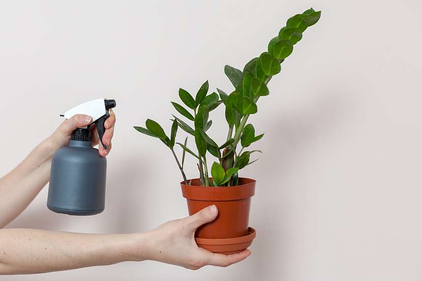 Zamiokulkas (Zamioculcas zamiifolia)