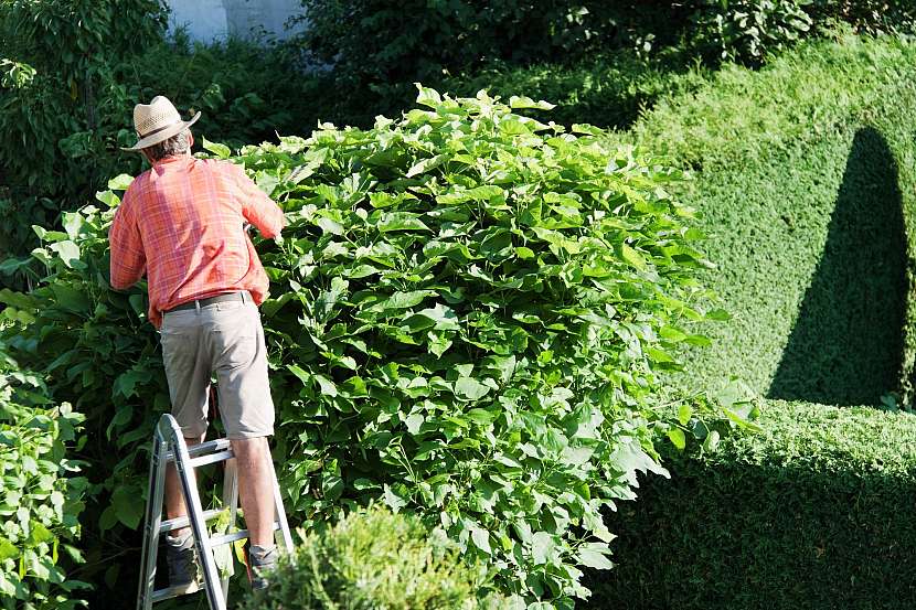 Stříhání živého plotu je tak trochu výtvarná činnost s geometrickou přesností (Zdroj: Depositphotos)