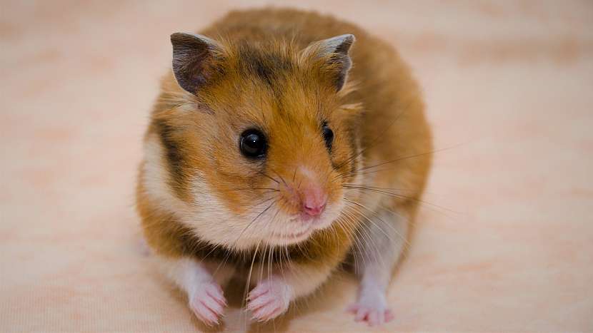 Nejznámějším křečkem je křeček syrský neboli zlatý (Mesocricetus auratus)