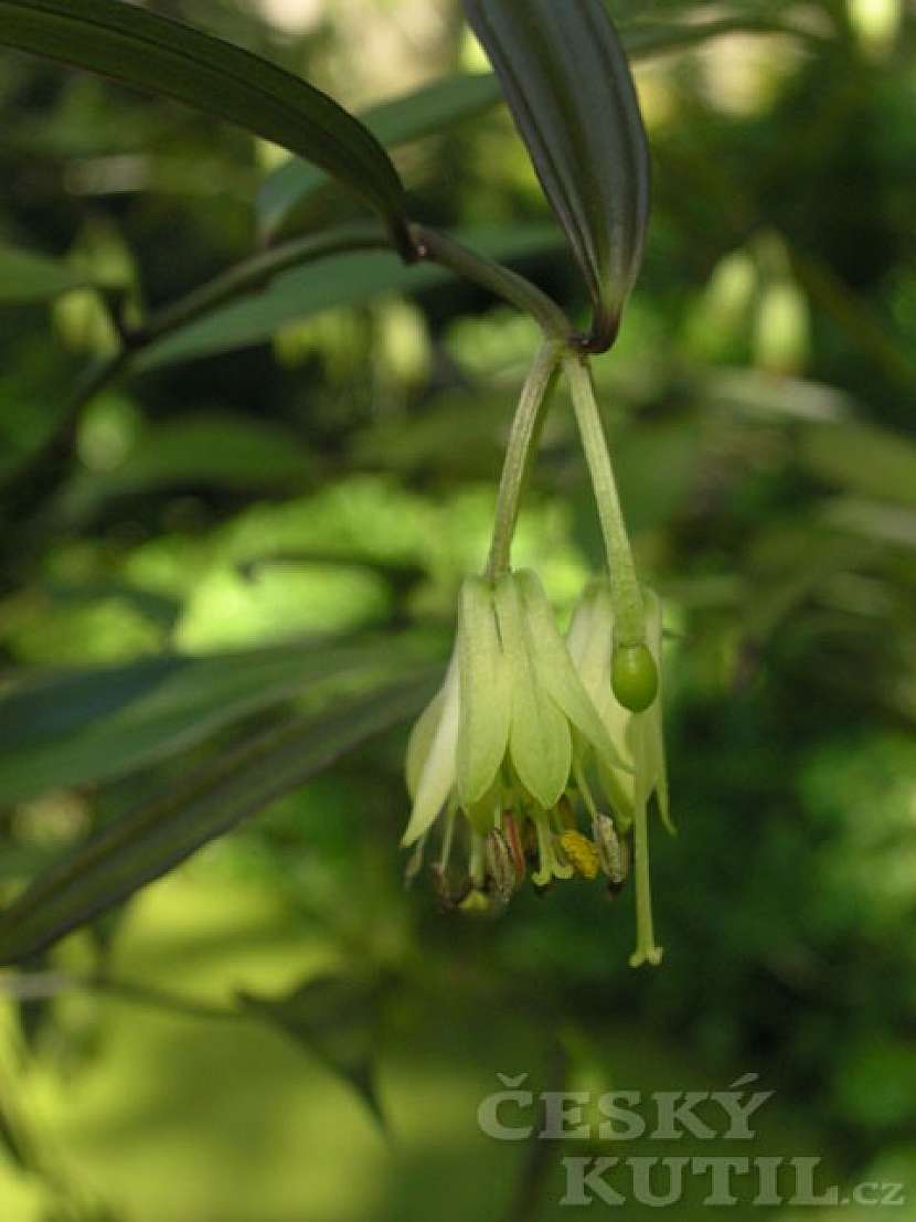 Disporum