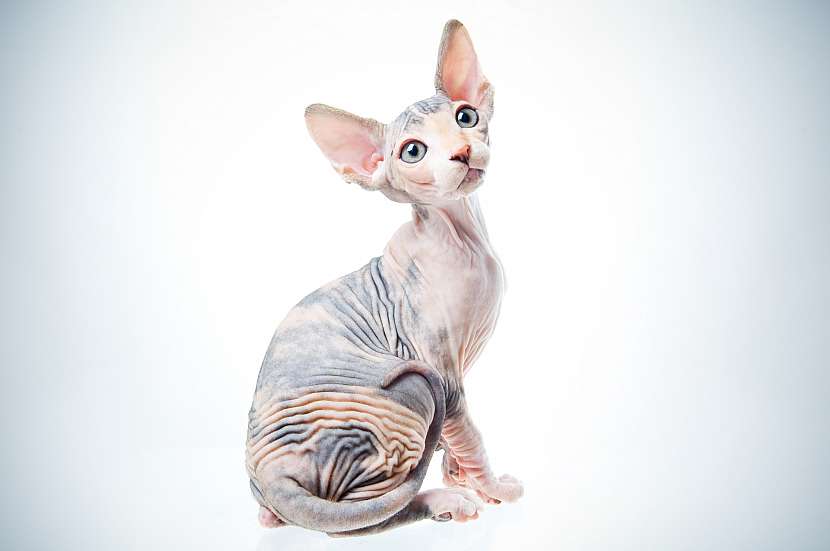 Sphinx