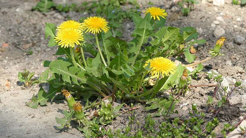 Letní zahrada bez plevele: pampeliška lékařská (Taraxacum officinale)