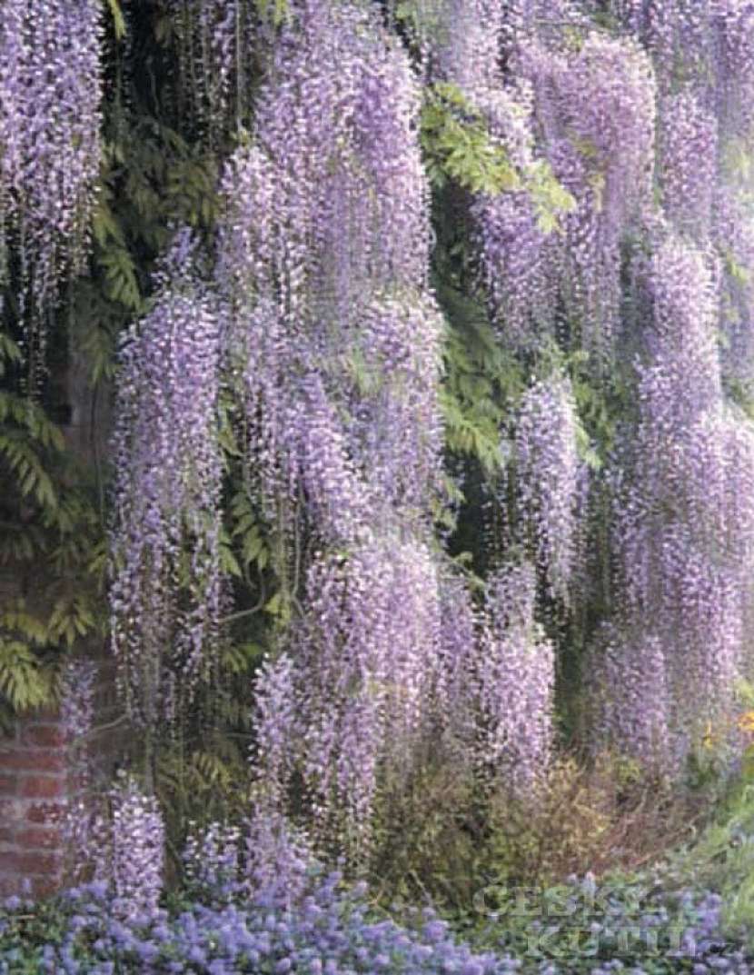Wistaria sinensis