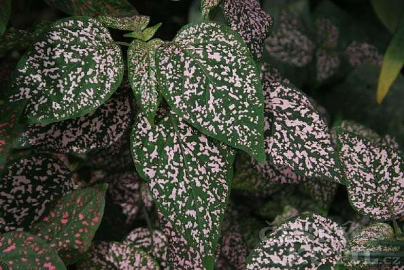 Podrostovka listnatá, hypoestes