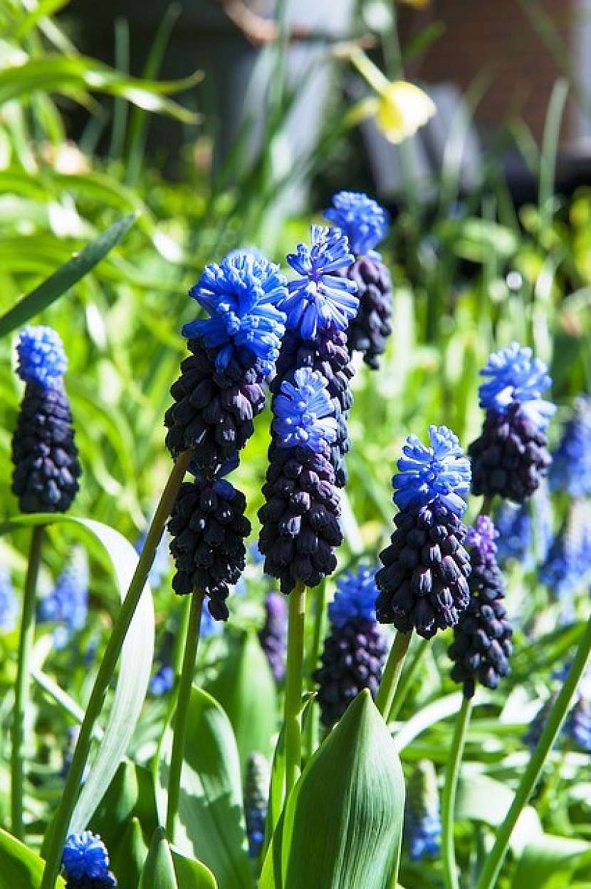 Modřenec širokolistý (Muscari latifolium)