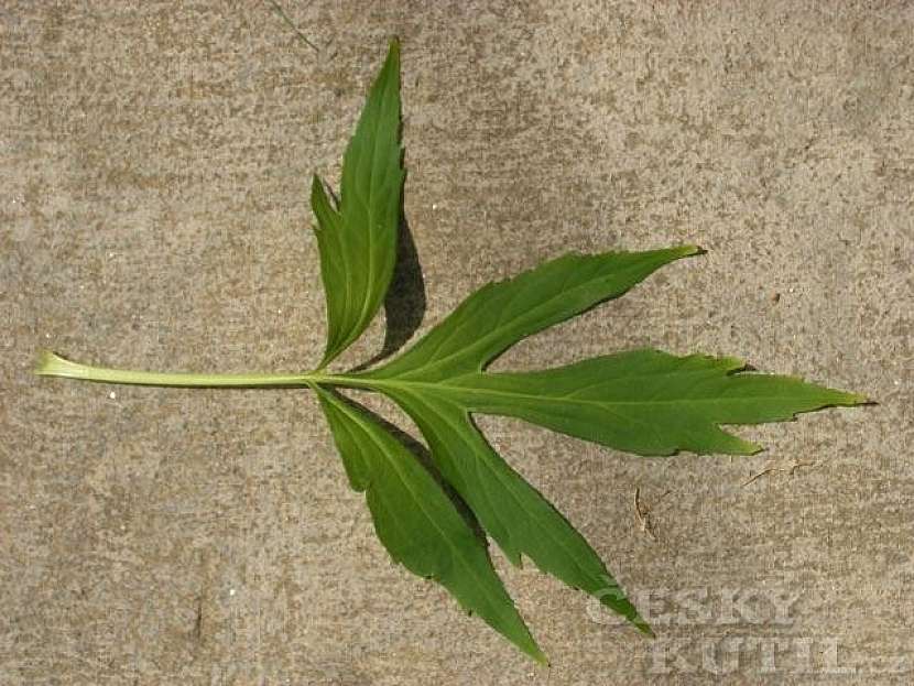 Třapatka (rudbekie) dřípatá