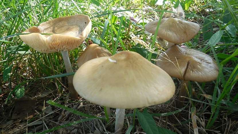 Štítovka jelení (Pluteus cervinus), houba, která nikdy nezklame