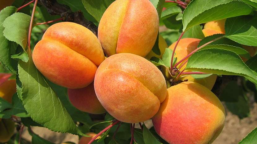 Meruňka obecná (Prunus armeniaca): česká odrůda Alfons má velké plody