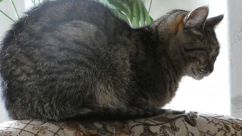 Oggy