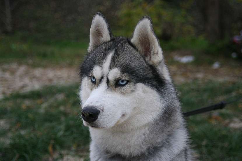 Sibiřský husky