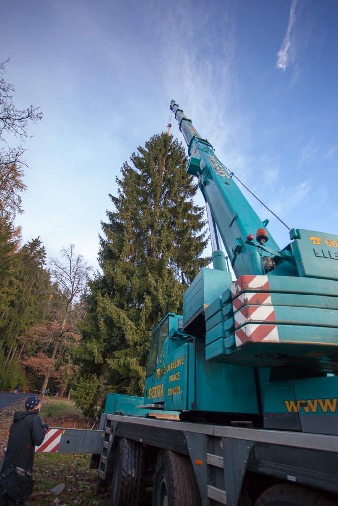 Vánoční strom pro Prahu kácela jedna z největších motorových pil v ČR