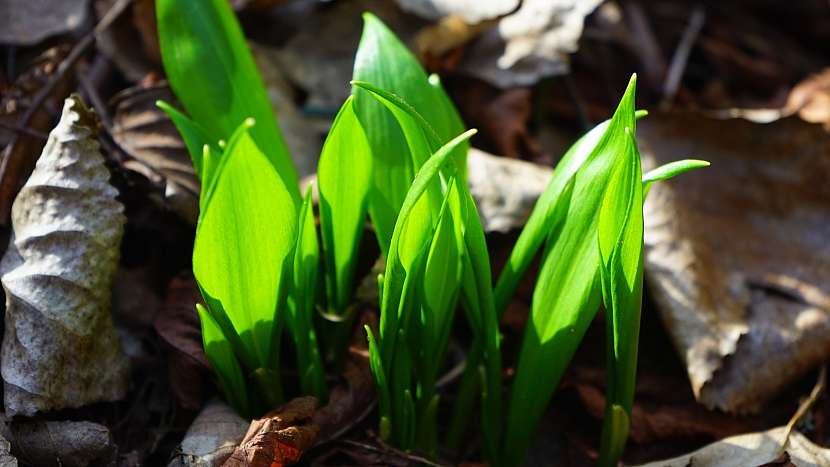 Česnek medvědí (Allium ursinum): listy vyrůstají ze země od dubna