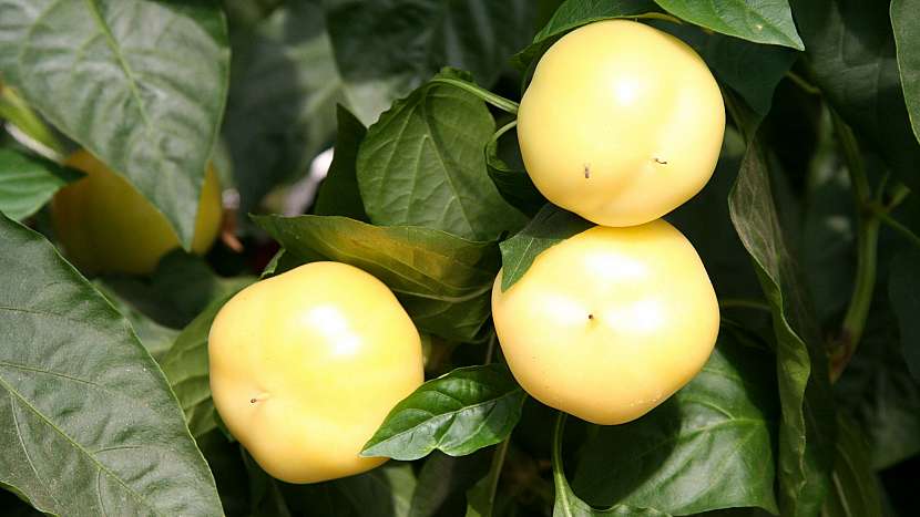 Paprika roční (Capsicum annuum): odrůda Jablina F1