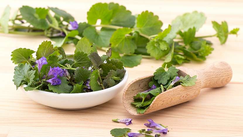 Popenec obecný (Glechoma hederacea) řeší problémy s únavou, trávením i kašlem jako léčivá bylinka