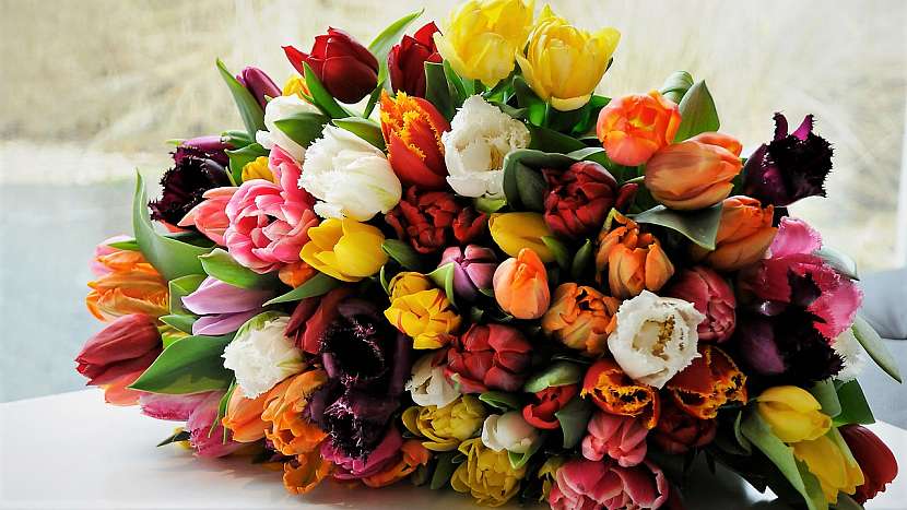 Aby kytice vydržela dlouho krásná: oblíbené tulipány (Tulipa)