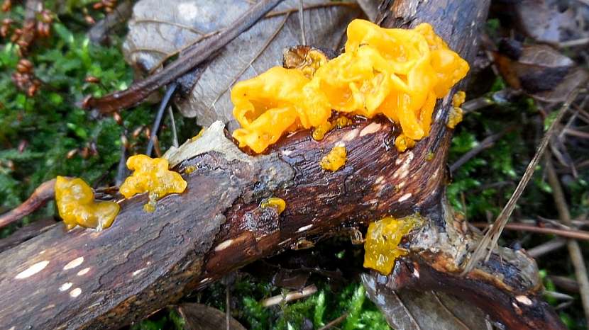 Rosolovka mozkovitá (Tremella mesenterica)