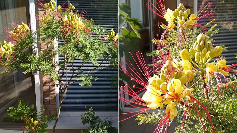 Sapan Gilliesův (Caesalpinia Gilliesii) na snímku je asi 8 let starý a vypěstovaný ze semínka.