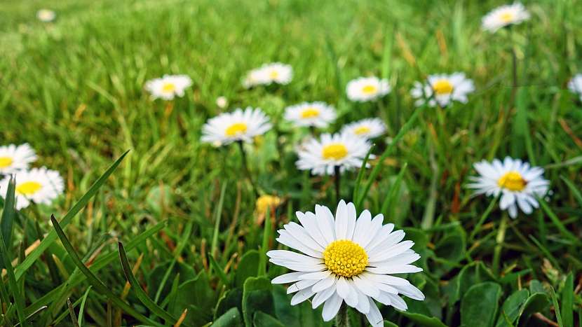 Sedmikráska chudobka (Bellis perennis)