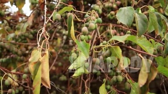 Pěstování angreštových kiwi