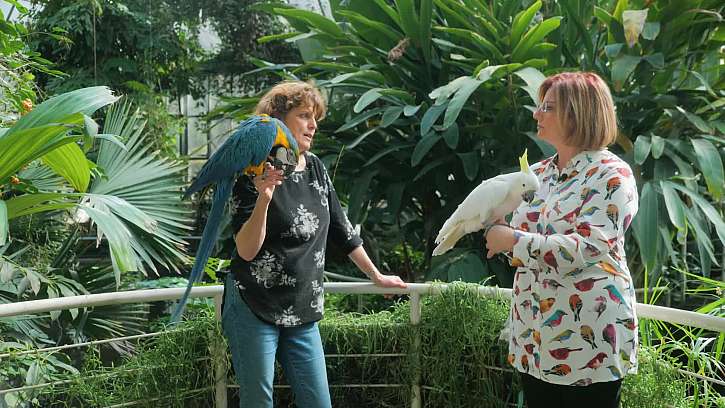 Plánujete si pořídit papoušky? Poradíme vám, na co se zaměřit při výběru papouška a jaké zázemí mu zařídit