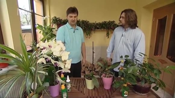 Pěstování orchidejí a citrusů