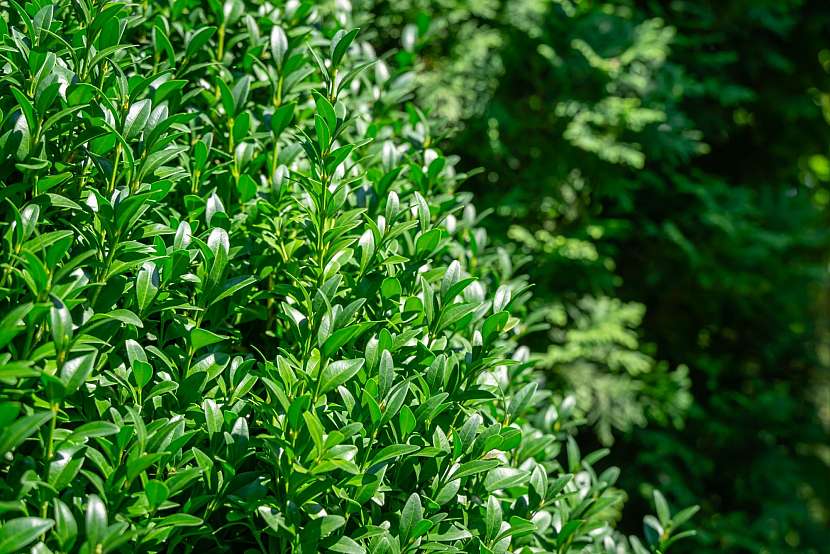 Stálezelený buxus