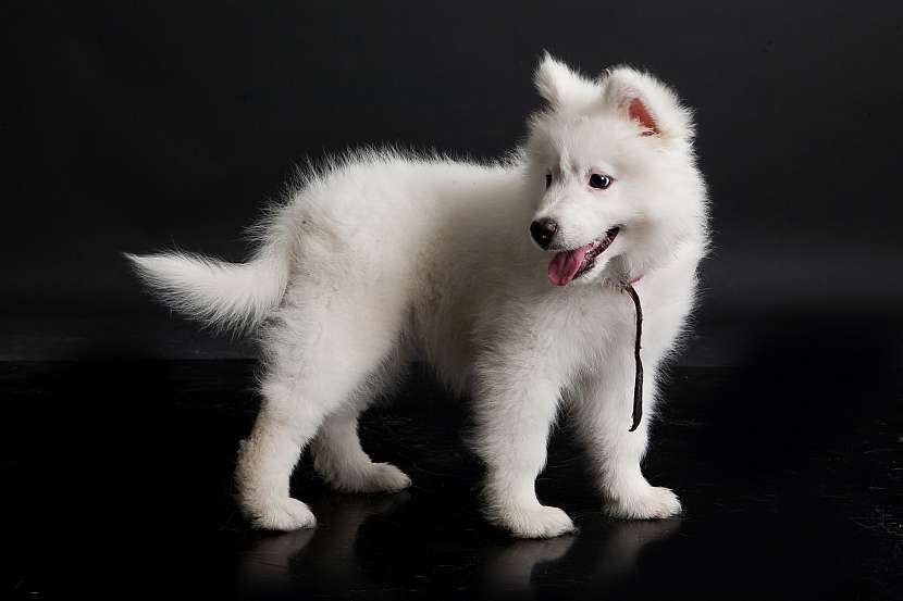 Samojed