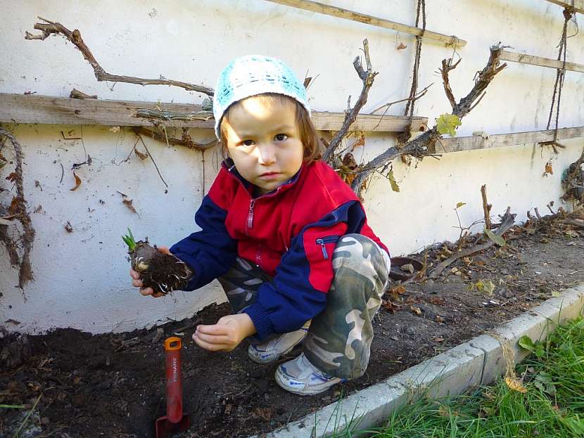 Lopatka Fiskars tak akorát na cibuloviny aneb krásné tulipány