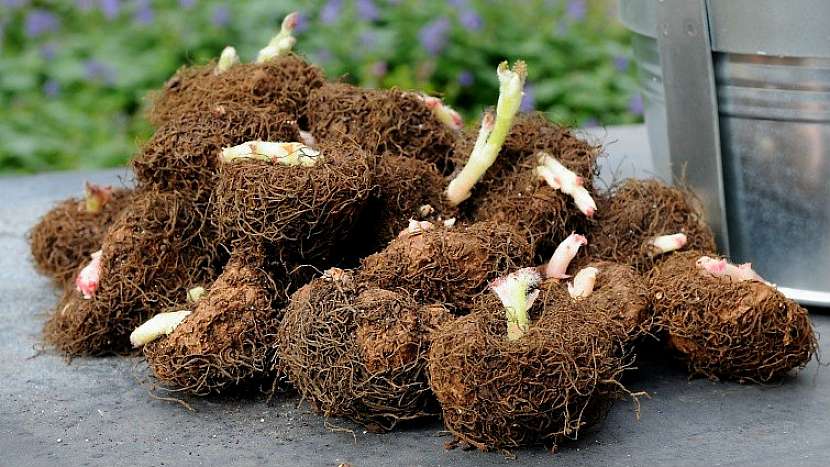 Stonkové hlízy begonie hlíznaté (Begonia)