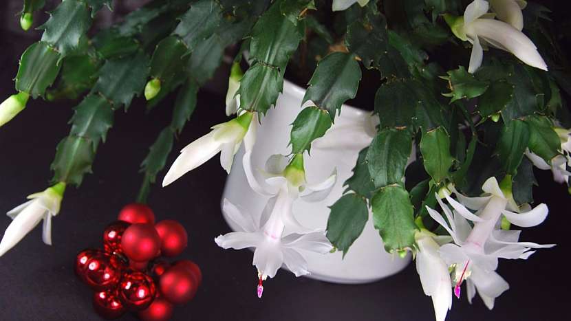 Vánoční kaktus (Schlumbergera truncata, starší název Zygocactus truncatus)