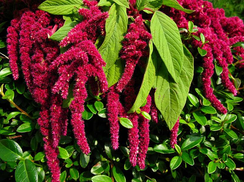 Laskavec ocasatý (Amaranthus caudatus)
