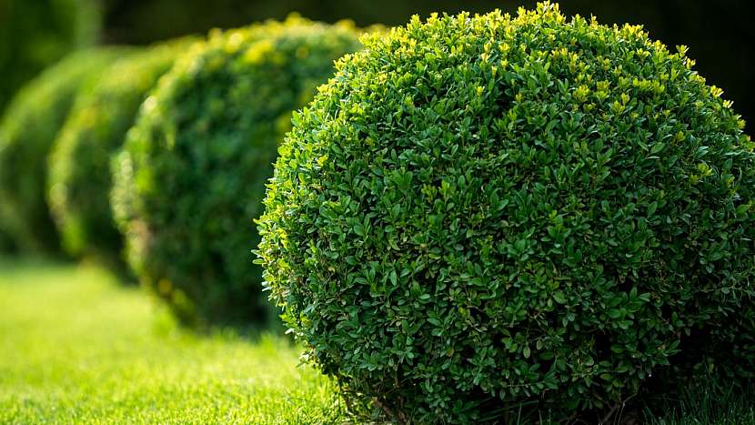 Rostliny vhodné do živého plotu: zimostráz (Buxus)