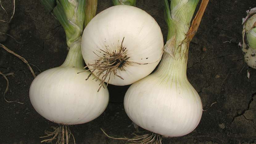 Pěstování cibule: pozdní odrůda bílé cibule Albienka