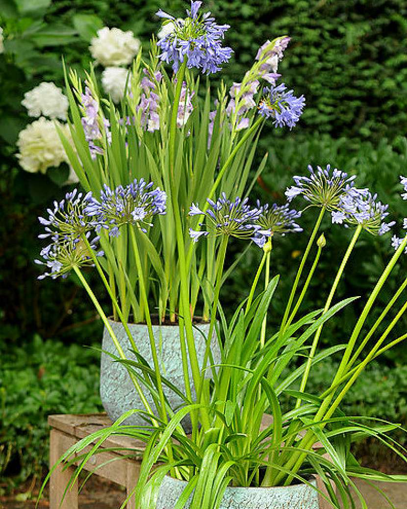Agapanthus