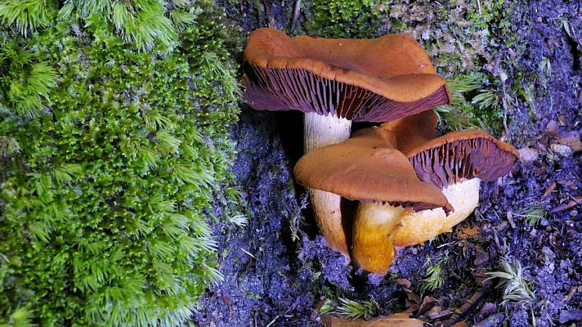 pavučinec plyšový (Cortinarius orellanus) byl až do roku 1958 považován za jedlou houbu!