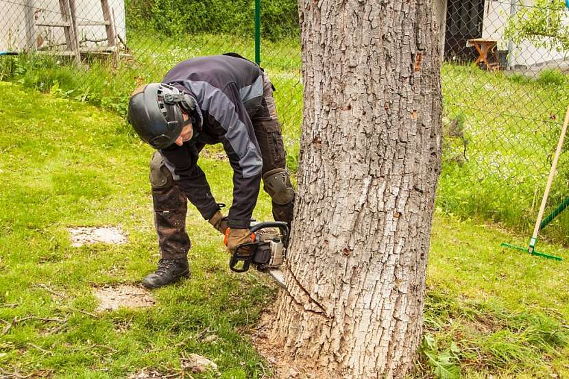 Ovocné dřeviny v zahradě je možné kácet bez omezení