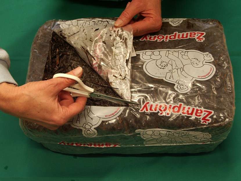 Fólii na svrchní straně podhoubím prorostlé kostky se substrátem odstraňte tak, aby u okraje zůstal asi 3 cm vysoký lem