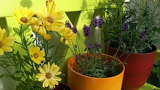 Jak si jednoduše namnožit během léta levanduli: Voňavá bylinka a užitečná léčivka v květináči