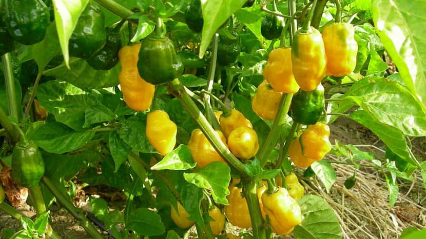 Habanero lemon