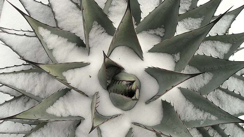 Pořiďte si mrazuvzdorné agáve: agave neomexicana pod sněhem