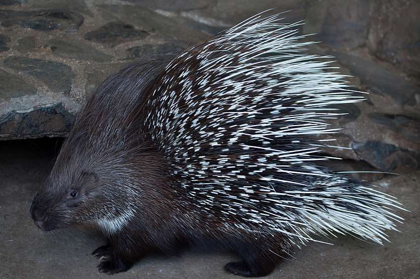 Dikobraz