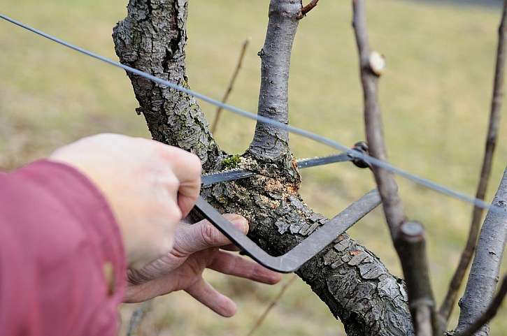 Řez okrasných dřevin &#8211; víme, jak na to