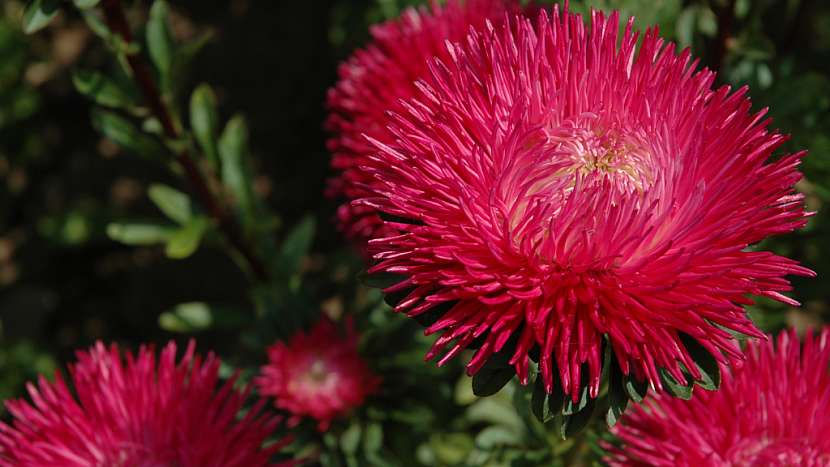Astra čínská (Callistepus chinensis) zdobí podzimní zahradu až do prvních mrazů