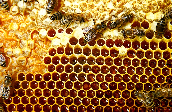 Včelí plástve
