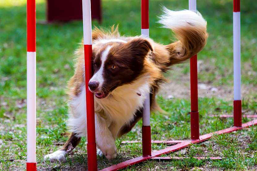 Psí agility