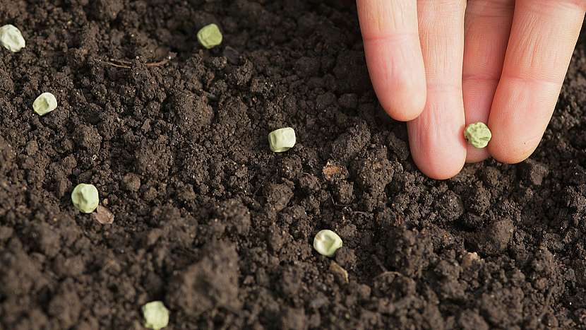 Hrách setý vysévejte do řádku vedle sebe asi 2 cm, nebo do hnízd po 4 semínkách